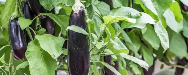 秋茄子的种植技巧,可利用春茄老蔸培植复壮