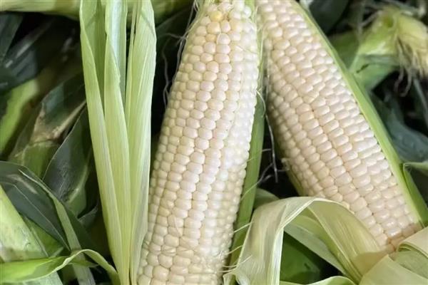 牛奶玉米是不是甜的，牛奶玉米是甜的