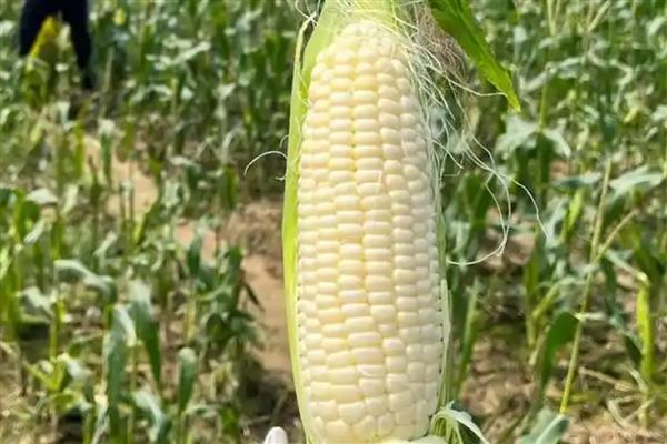 牛奶玉米是不是甜的，牛奶玉米是甜的