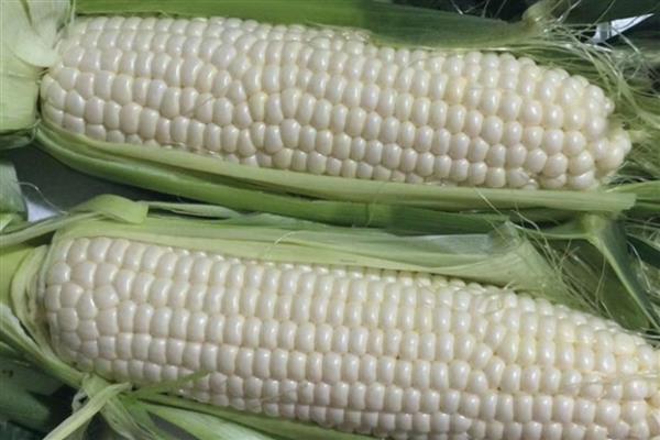 牛奶玉米是不是甜的，牛奶玉米是甜的