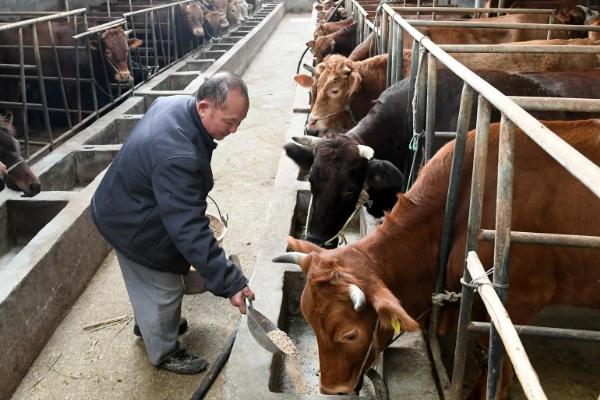 养牛要喂红糖的原因，能起到补充营养、加快生长等作用