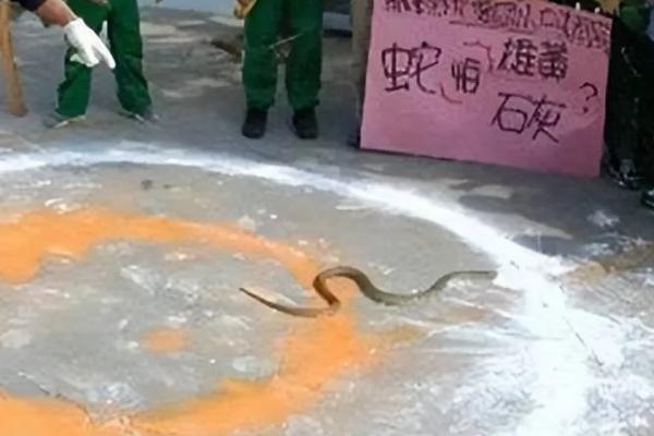 蛇最怕什么东西和气味，最怕的是雄黄