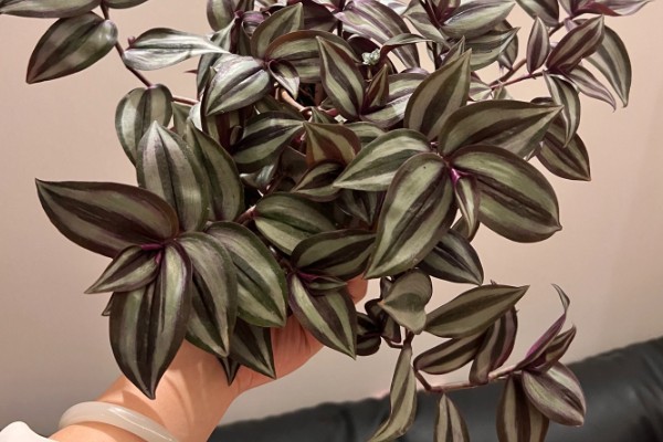 吊竹梅怎样摘心，选在5月下旬到6月中旬进行