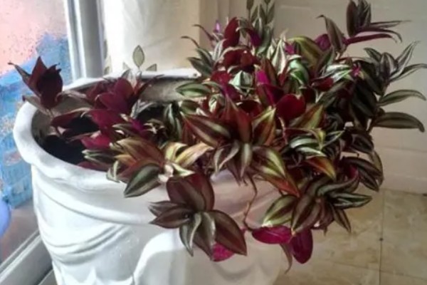 吊竹梅怎样摘心，选在5月下旬到6月中旬进行