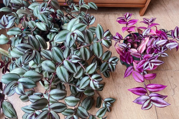 吊竹梅怎样摘心，选在5月下旬到6月中旬进行