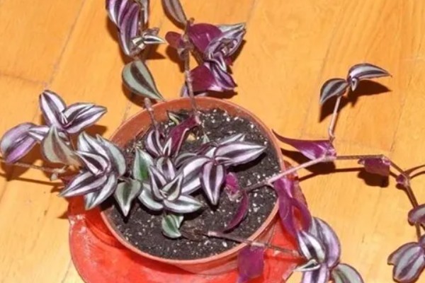 吊竹梅怎样摘心，选在5月下旬到6月中旬进行