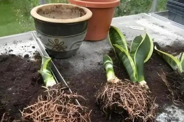 金边虎皮兰怎么养殖，生长期间每周追肥一次