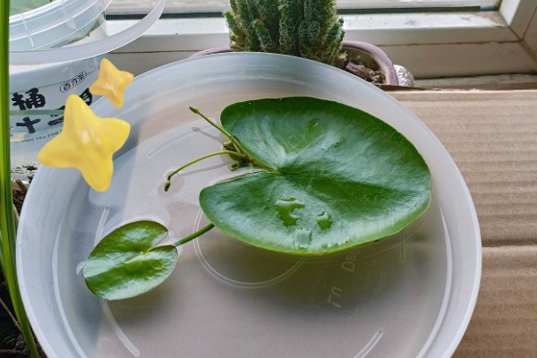 一叶莲开花后如何修剪，花期结束后及时修剪残花