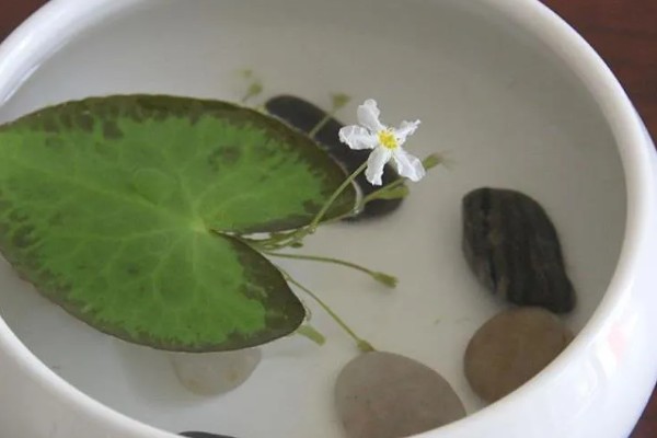 一叶莲开花后如何修剪，花期结束后及时修剪残花