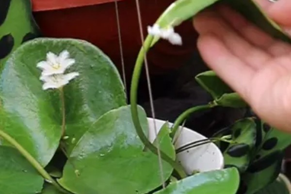 一叶莲开花后如何修剪，花期结束后及时修剪残花