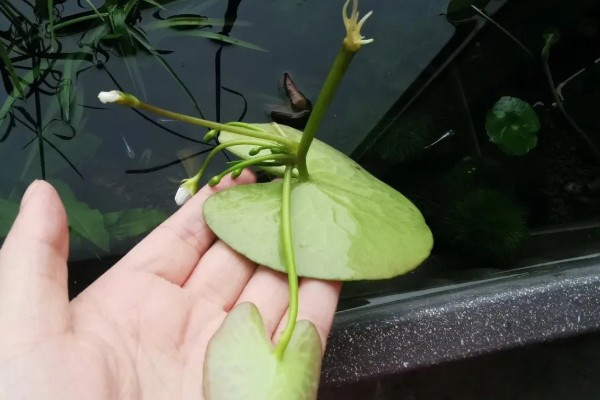 一叶莲开花后如何修剪，花期结束后及时修剪残花