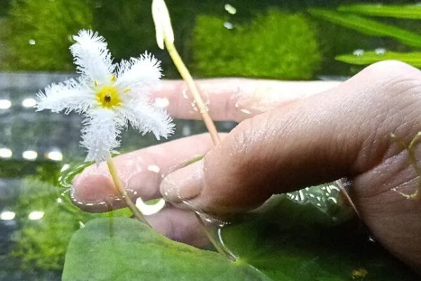 一叶莲开花后如何修剪，花期结束后及时修剪残花
