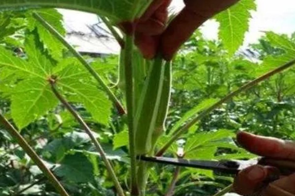 秋葵的简介，属于锦葵科草本植物