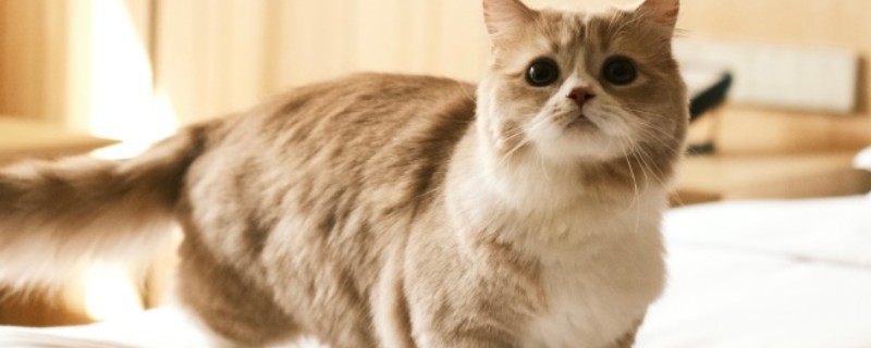猫咪眼睛里进异物怎么办，可以用洗眼水清洗猫咪的眼睛