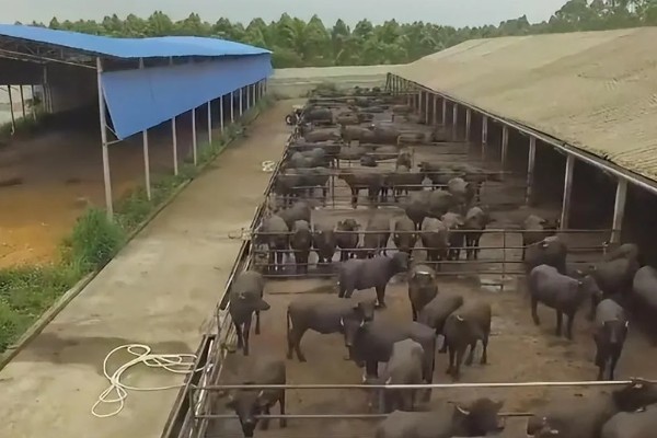 怎么办理养殖环评手续，重点污染物符合问题控制的要求