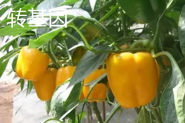 转基因和非转基因的区别，基本构成以及培育方式有区别