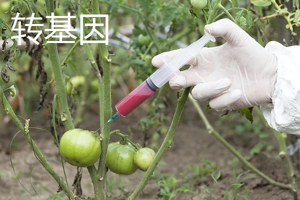 转基因和非转基因的区别，基本构成以及培育方式有区别