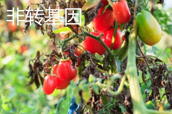 转基因和非转基因的区别，基本构成以及培育方式有区别