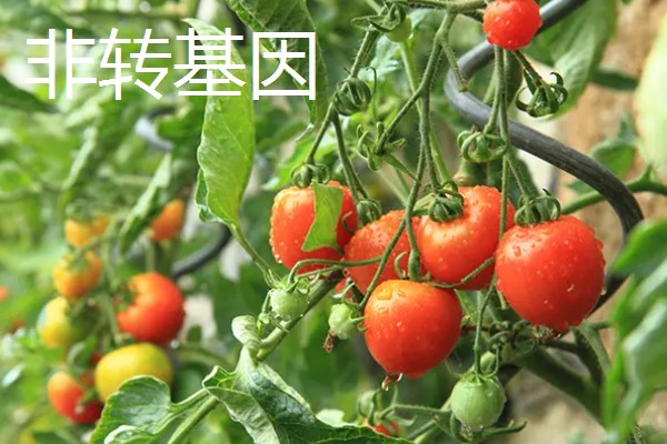 转基因和非转基因的区别，基本构成以及培育方式有区别