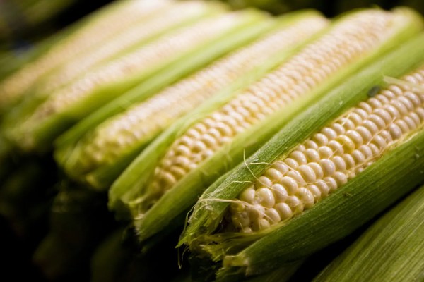 转基因和非转基因的区别，基本构成以及培育方式有区别