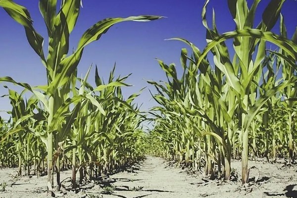 转基因和非转基因的区别，基本构成以及培育方式有区别