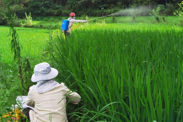 烯效唑有何作用，能起到控制营养生长、矮化植株等效果