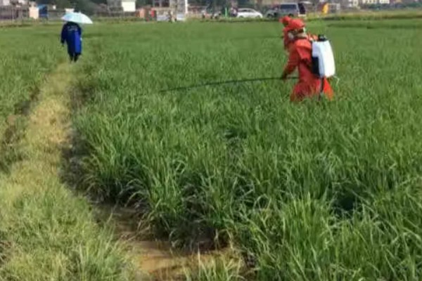 烯效唑有何作用，能起到控制营养生长、矮化植株等效果