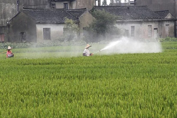 烯效唑有何作用，能起到控制营养生长、矮化植株等效果