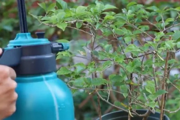 烯效唑有何作用，能起到控制营养生长、矮化植株等效果