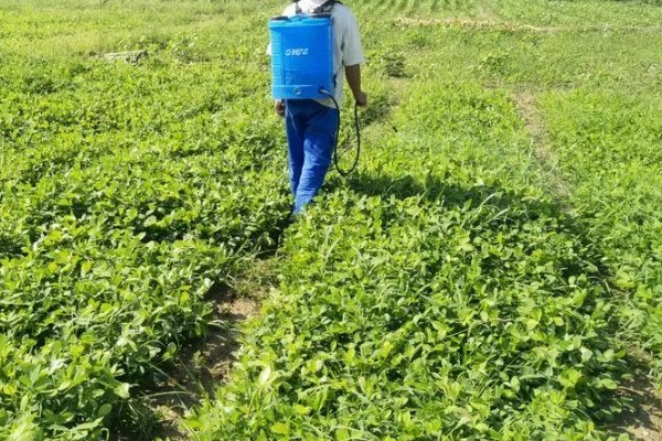 烯效唑有何作用，能起到控制营养生长、矮化植株等效果