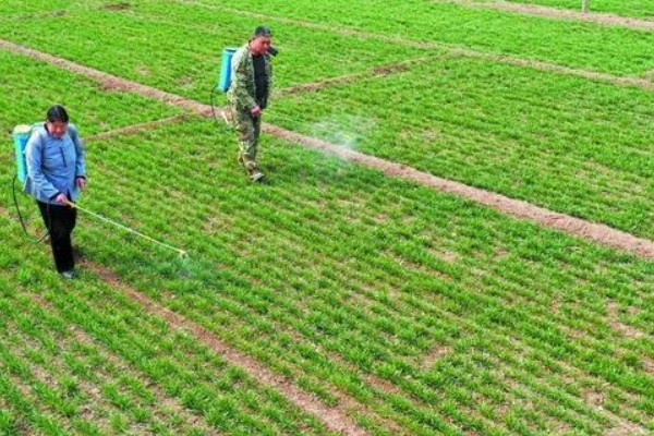 烯效唑有何作用，能起到控制营养生长、矮化植株等效果