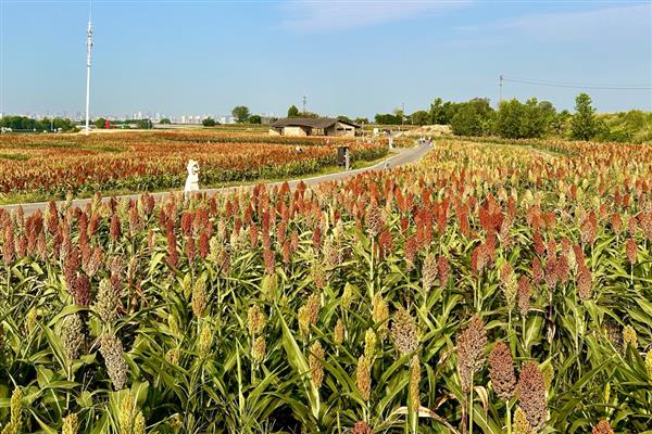 高粱的适宜种植地区，以辽宁、河北等省份为宜