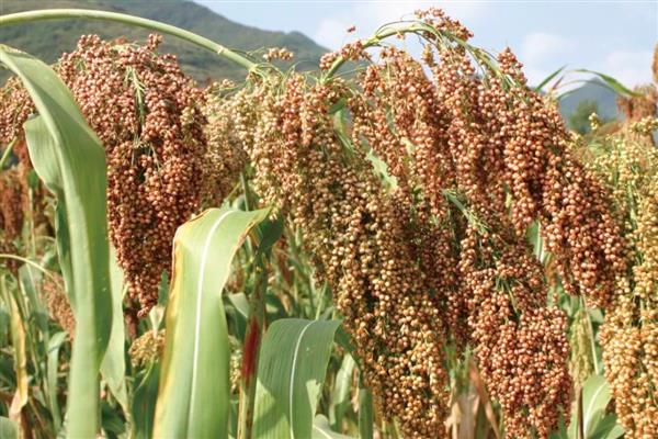 高粱的适宜种植地区，以辽宁、河北等省份为宜