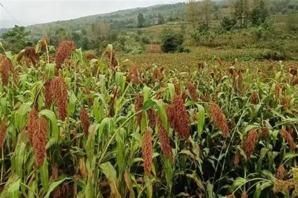 高粱的适宜种植地区，以辽宁、河北等省份为宜