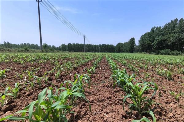 高粱的适宜种植地区，以辽宁、河北等省份为宜