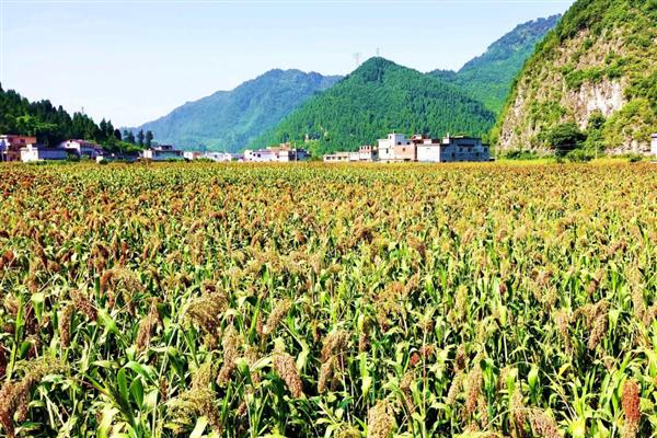 高粱的适宜种植地区，以辽宁、河北等省份为宜