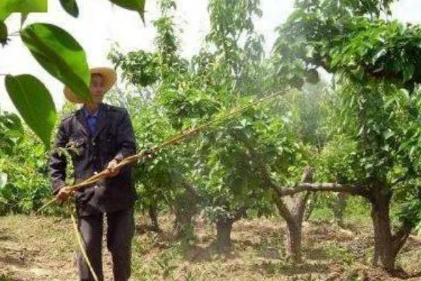 梨树花期如何养护，花期之前要注意追肥