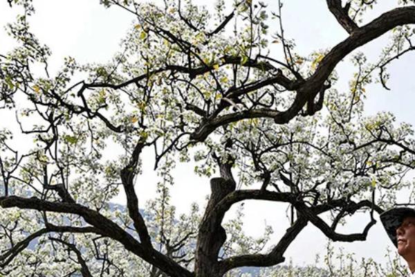 梨树花期如何养护，花期之前要注意追肥