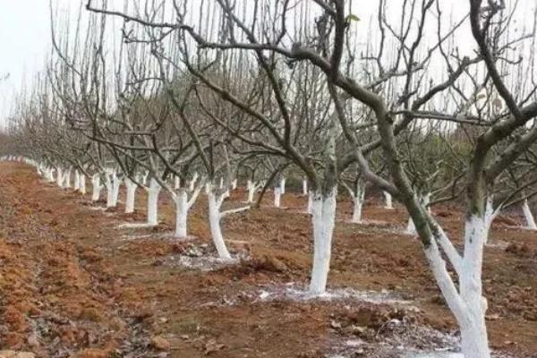 梨树花期如何养护，花期之前要注意追肥