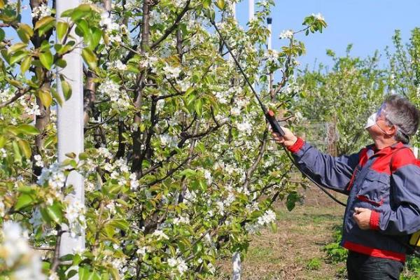 梨树花期如何养护，花期之前要注意追肥