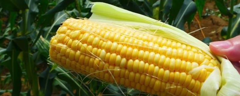 刚种的玉米要不要浇水,通常需要浇水的