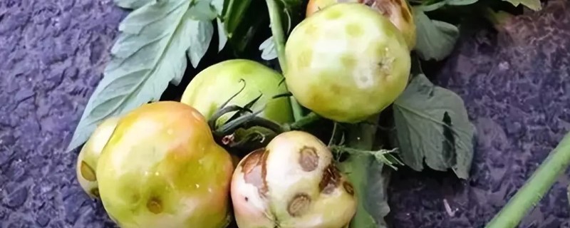 如何防治番茄筋腐病,要增强其光合作用