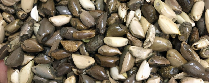 玉米草种子的种植时间，一般在晴天种植