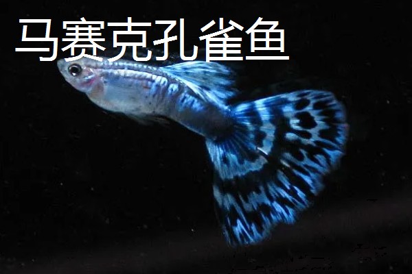 孔雀鱼的品种，有马赛克孔雀鱼、草尾孔雀鱼等