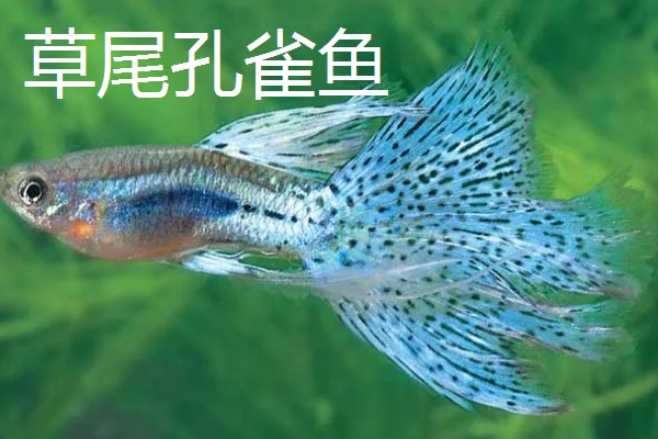 孔雀鱼的品种，有马赛克孔雀鱼、草尾孔雀鱼等