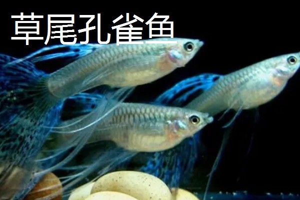 孔雀鱼的品种，有马赛克孔雀鱼、草尾孔雀鱼等