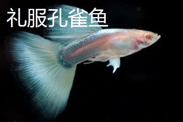 孔雀鱼的品种，有马赛克孔雀鱼、草尾孔雀鱼等