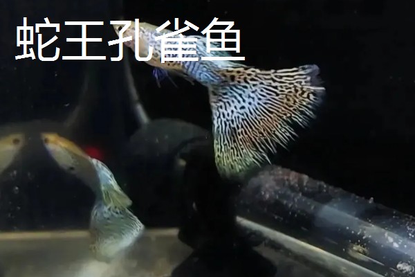 孔雀鱼的品种，有马赛克孔雀鱼、草尾孔雀鱼等