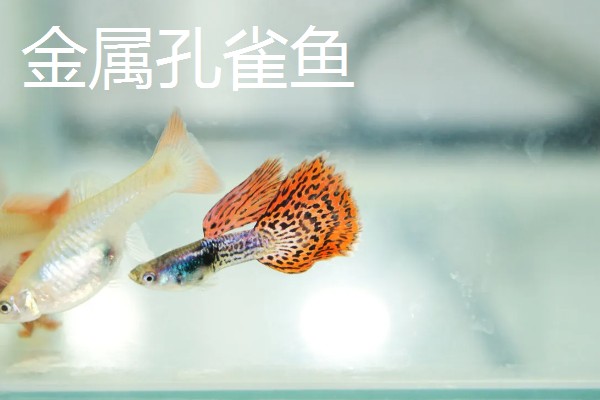 孔雀鱼的品种，有马赛克孔雀鱼、草尾孔雀鱼等