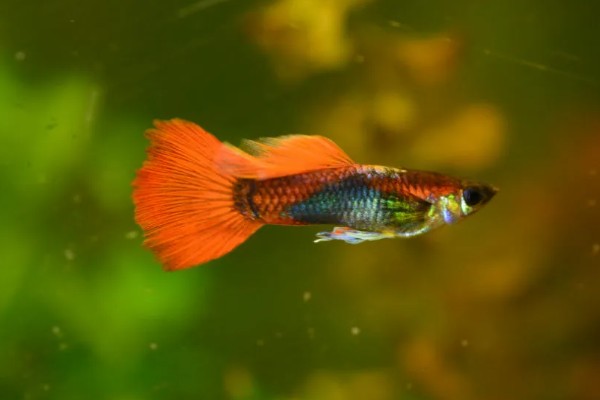 孔雀鱼的品种，有马赛克孔雀鱼、草尾孔雀鱼等